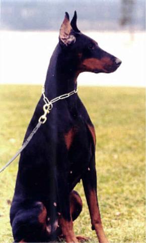 here I am - doesn't I just look grand -