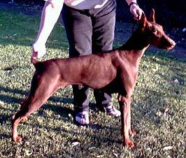Gretel - my sister-owned by Anne Chamberlain of Michigan