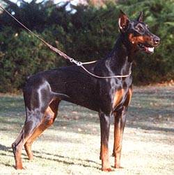 Mirzel-My mother, Owned by Lori Snyder