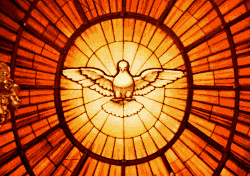 Image of Dove