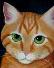 Animal Paintings