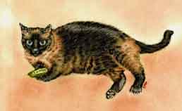 kitty