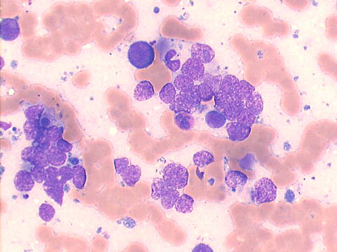 500x Giemsa staining