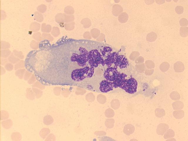 500x Giemsa staining