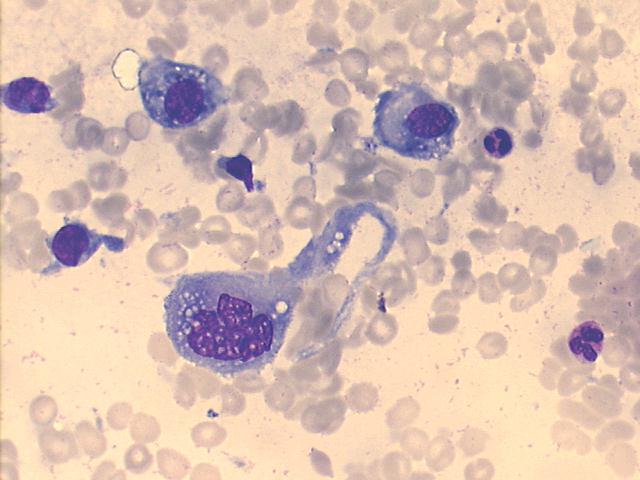 500x Giemsa staining