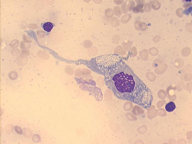 500x Giemsa staining