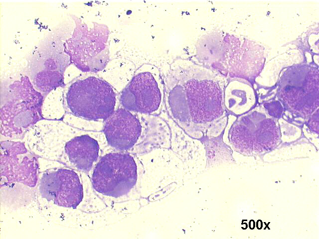 500x M-G-G staining