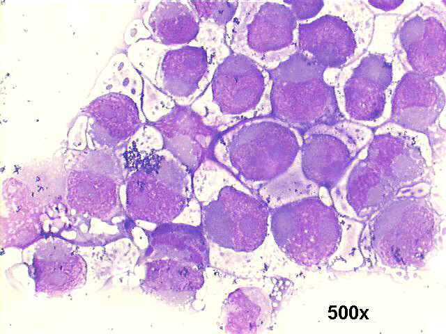 500x M-G-G staining