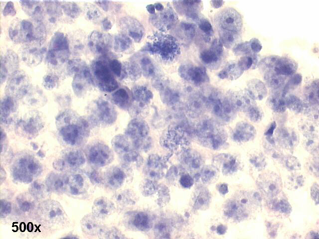 500x Pap staining