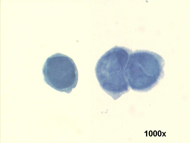 Pap staining 1,000x