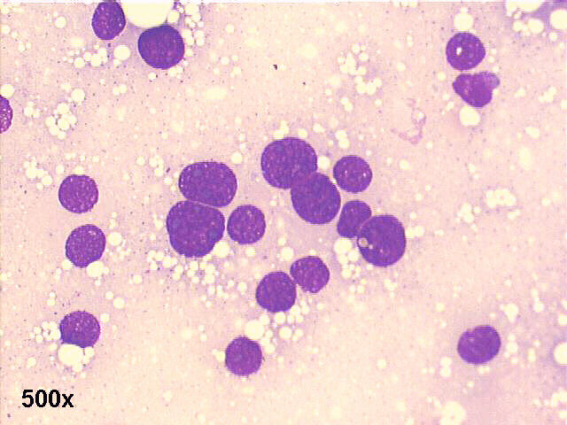 M-G-G staining, 500x