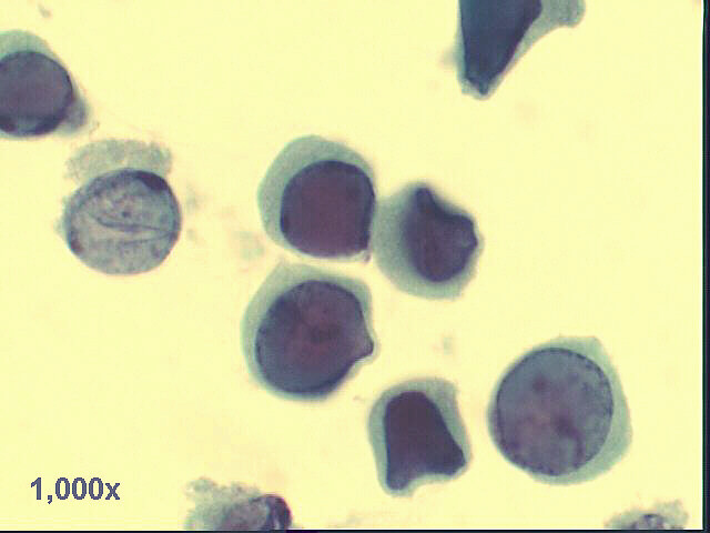 Pap staining 1,000x