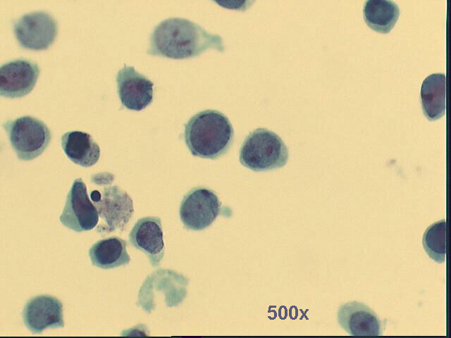 Pap staining 500x