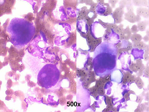 500x M-G-G staining