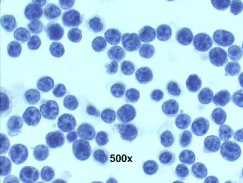 500x Papanicolaou staining