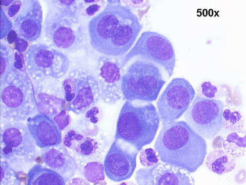 500x M-G-G staining, windows and clasping between mesothelial cells