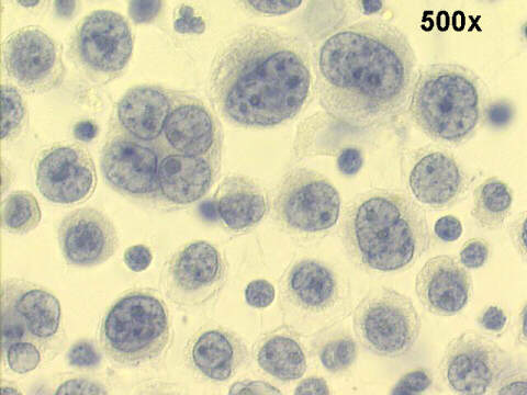 500x Papanicolaou staining
