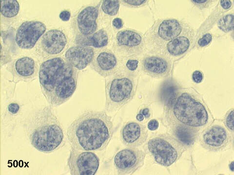 500x Papanicolaou staining