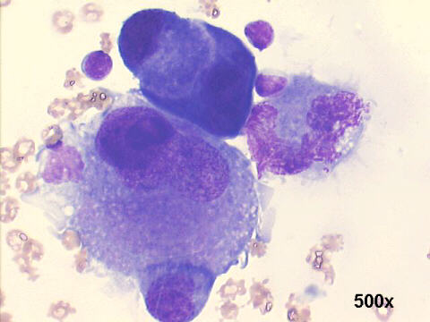 500x M-G-G staining