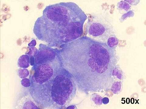 500x M-G-G staining