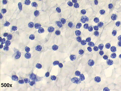 500x Papanicolaou staining