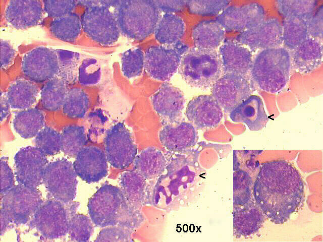 May-Gr�nwald-Giemsa staining 500x