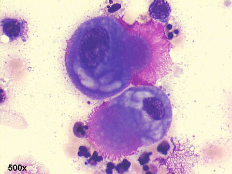 Microvilli in anemone cell, 500x M-G-G staining