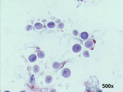 500x Papanicolaou staining