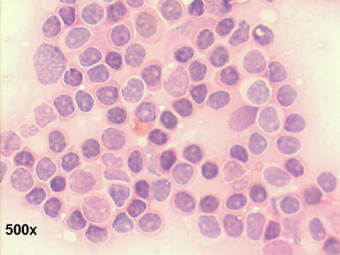 500x Papanicolaou staining