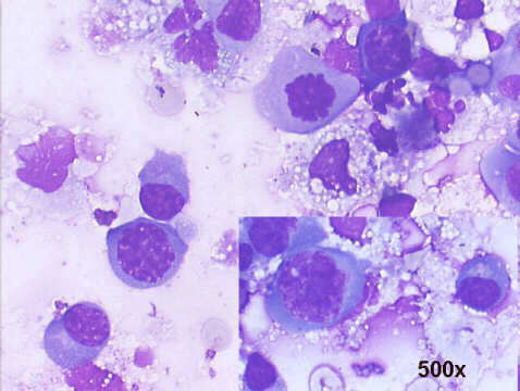500x M-G-G staining