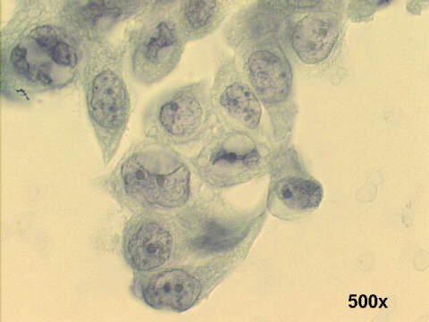 500x Papanicolaou staining
