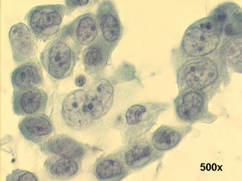 500x Papanicolaou staining
