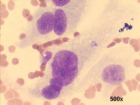 500x M-G-G staining