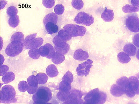 500x M-G-G staining