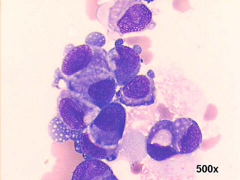 500x M-G-G staining