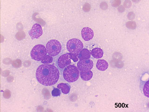 500x M-G-G  staining