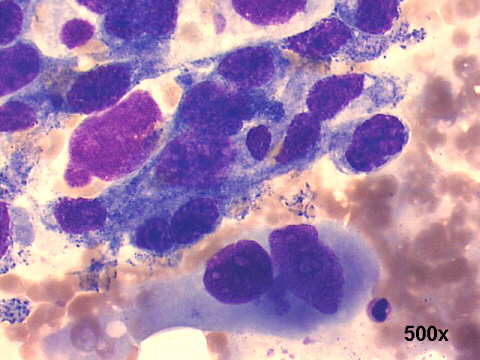 500x M-G-G staining