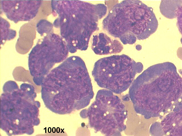 1000x Pap staining