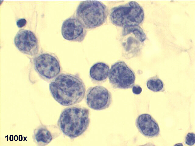 1000x Pap staining