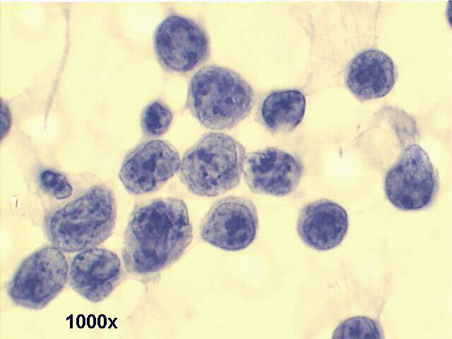 1000x Pap staining