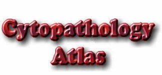 Hundreds of high resolution cytological images