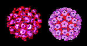 HPV virion