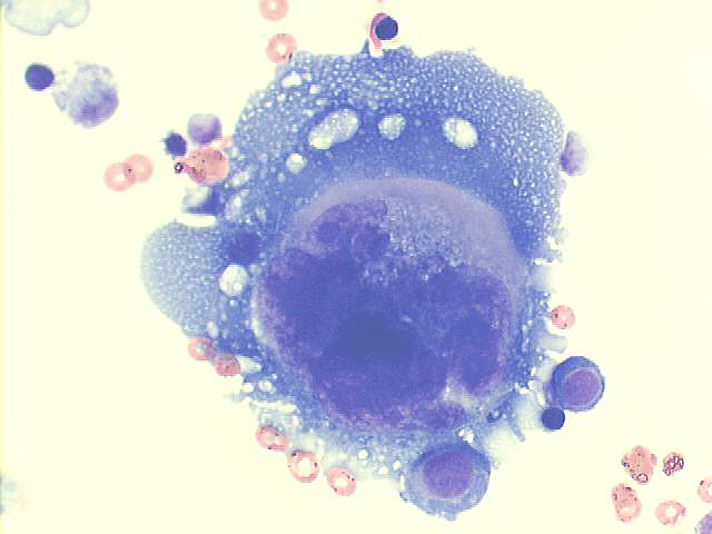 Solar storm - We now have 19 cytological curiosities!