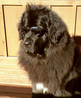 The Cool Newf