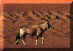 Gemsbok2.JPG (25807 bytes)