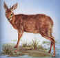 Grysbok.JPG (30749 bytes)
