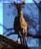 Klipspringer.JPG (24703 bytes)