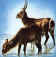 Waterbok.JPG (28061 bytes)