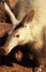 aardvark.JPG (6520 bytes)
