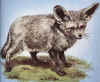 bakoorjakkals.JPG (26675 bytes)